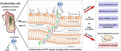 Colistin Combined With Tigecycline: A Promising Alternative Strategy to Combat Escherichia coli Harboring blaNDM–5 and mcr-1